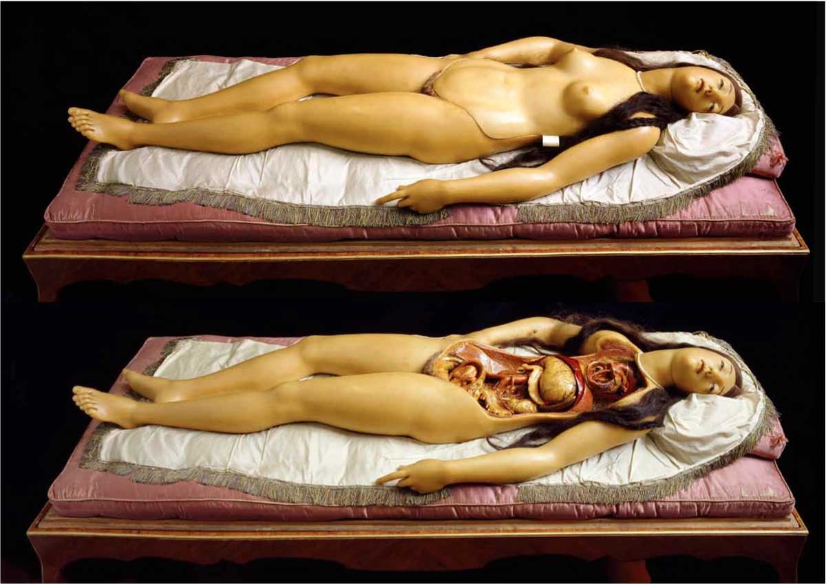 anatomical venus sculpture