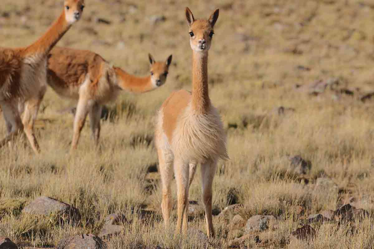 andean vicuคa fiber yarn