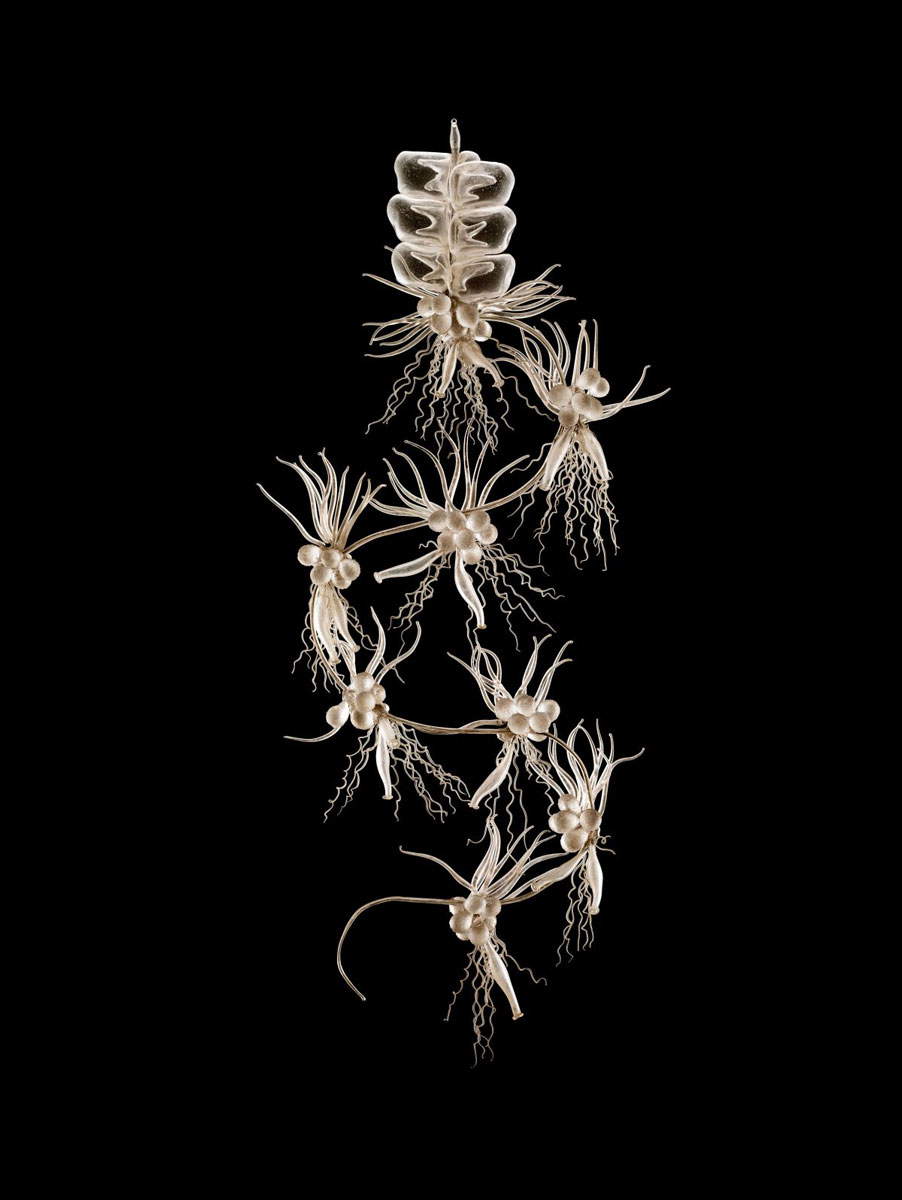 apolemia blaschka photo