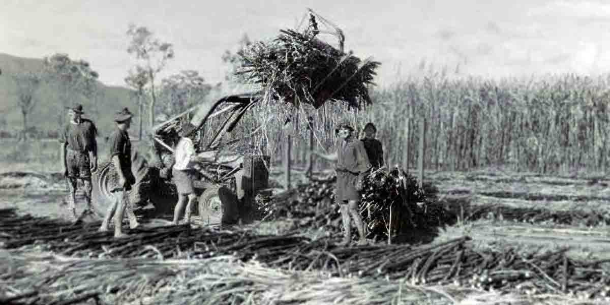 cane cutters sugarcane plantations