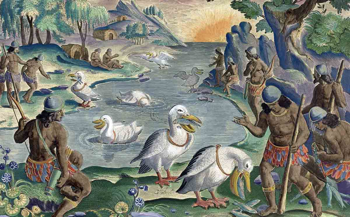 catching fish pelicans