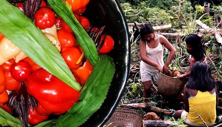 chagra sustainable agriculture amazon