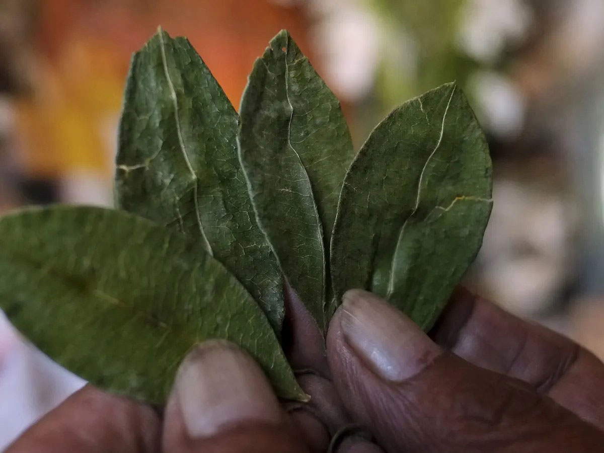 coca leaves inca healing