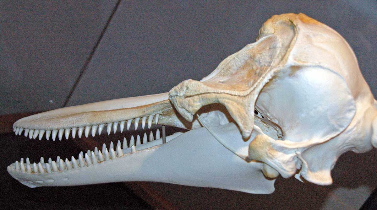 dolphin skull wp
