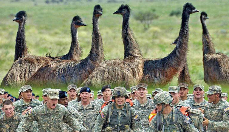 emu war birds soldiers