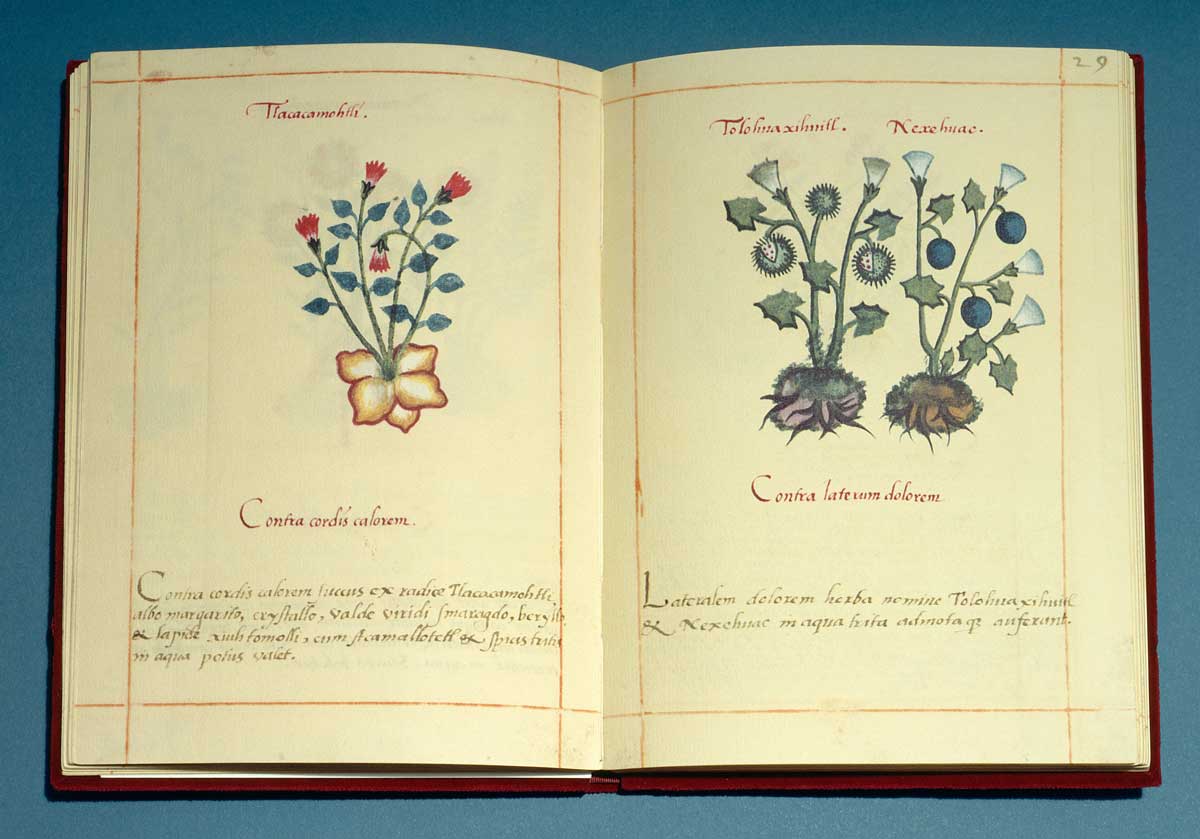 excerpt badianus manuscript aztec herbal
