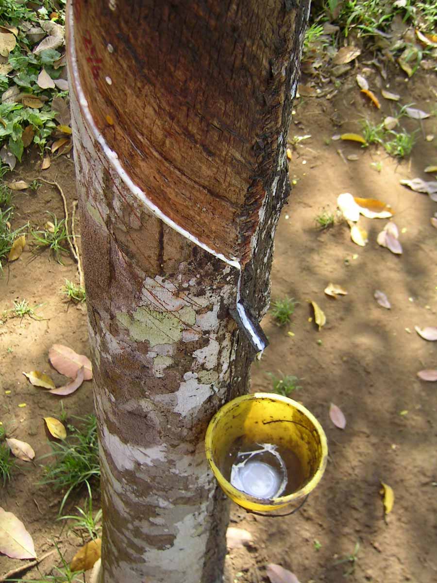 extraction of rubber from tree