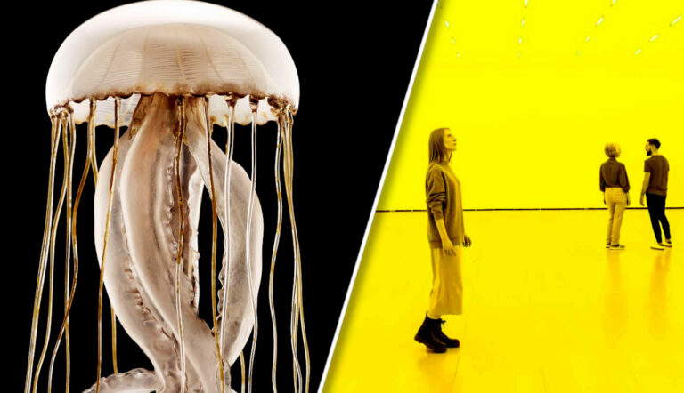 how art science related