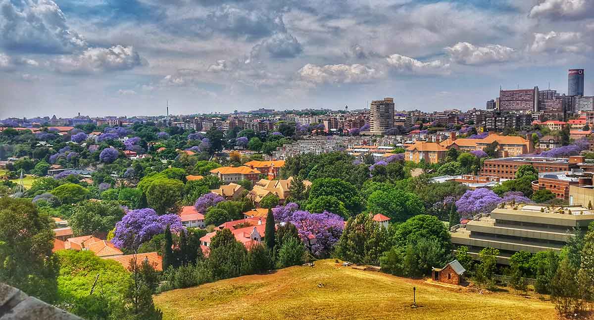 johannesburg jacaranda trees