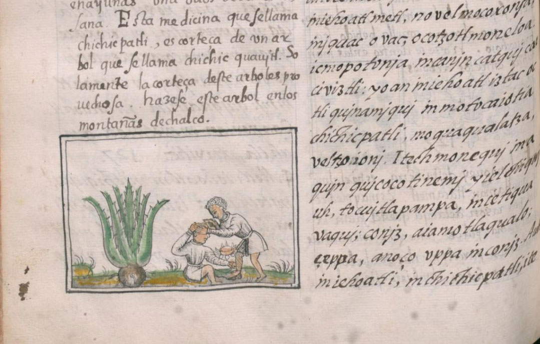 maguay wound treatment florentine codex