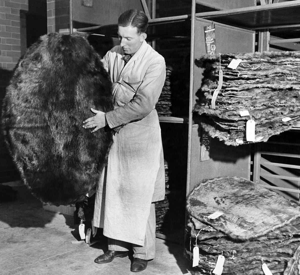 man inspecting beaver pelts