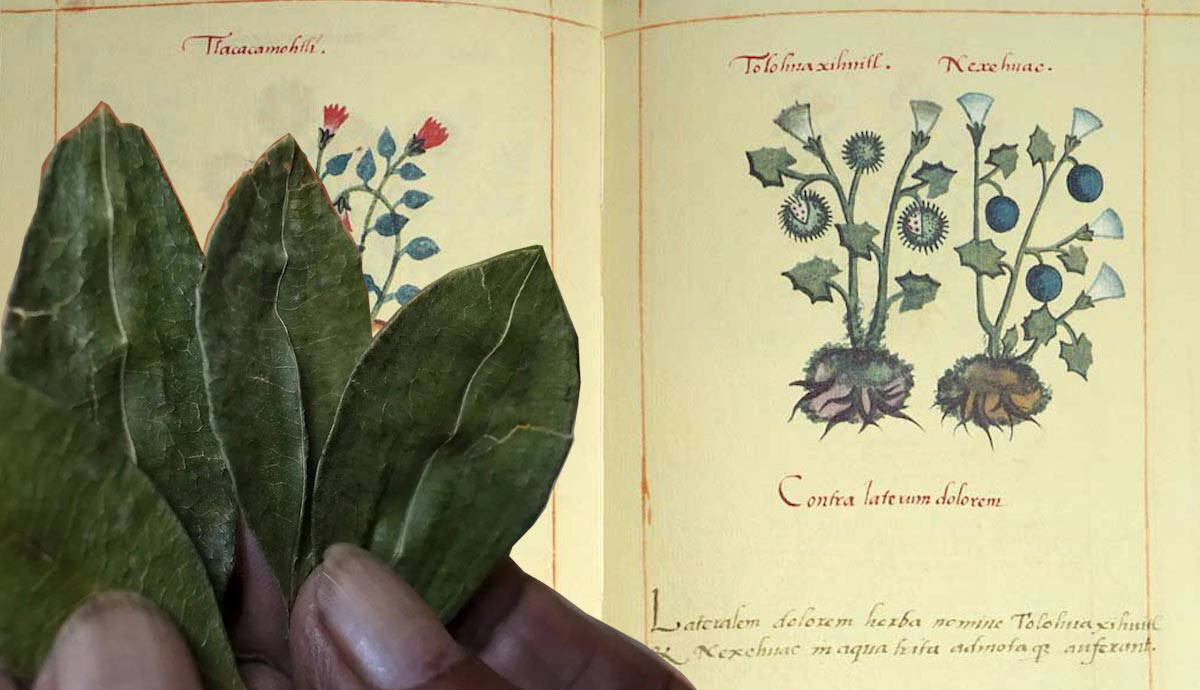 medical practice pre conquest americas