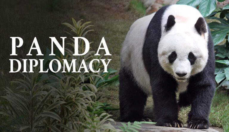 panda diplomacy