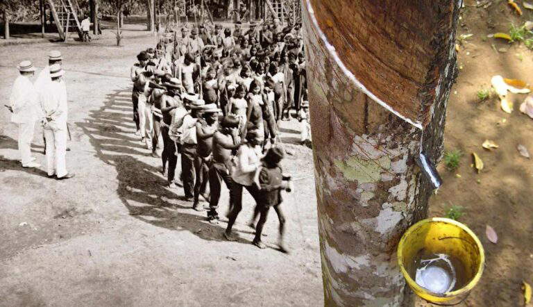 rubber fever amazon rainforest