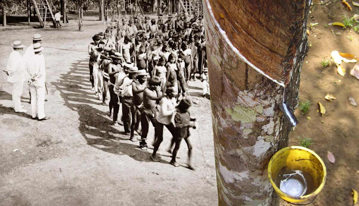 rubber fever amazon rainforest