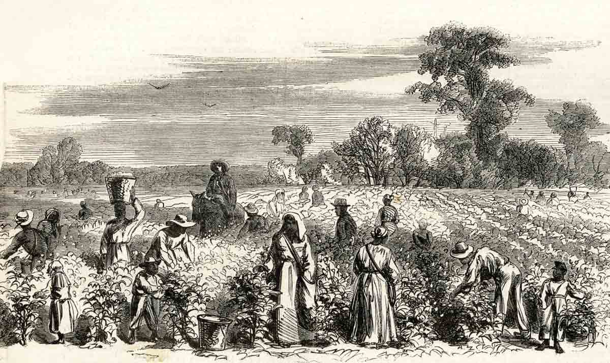 slavery in south cotton