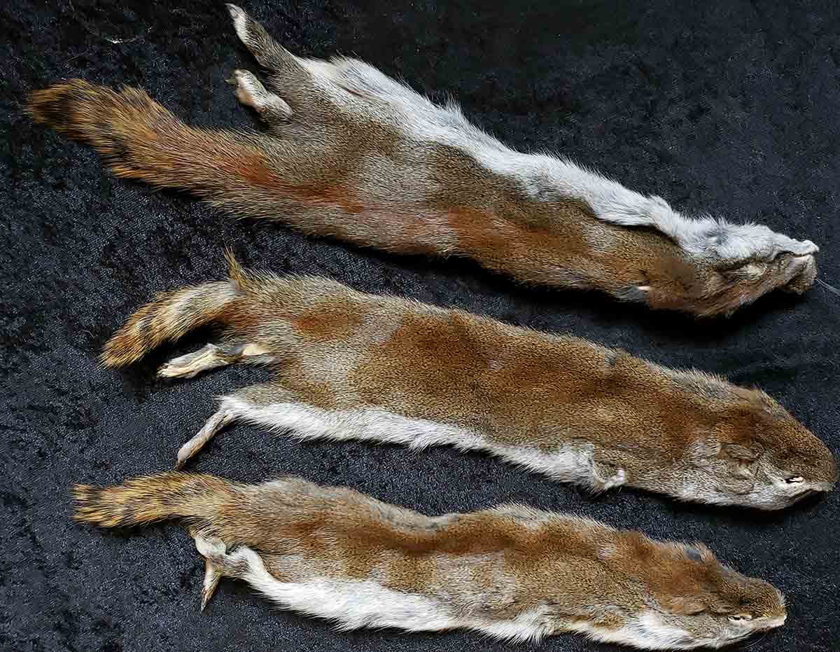 squirrel pelts 1