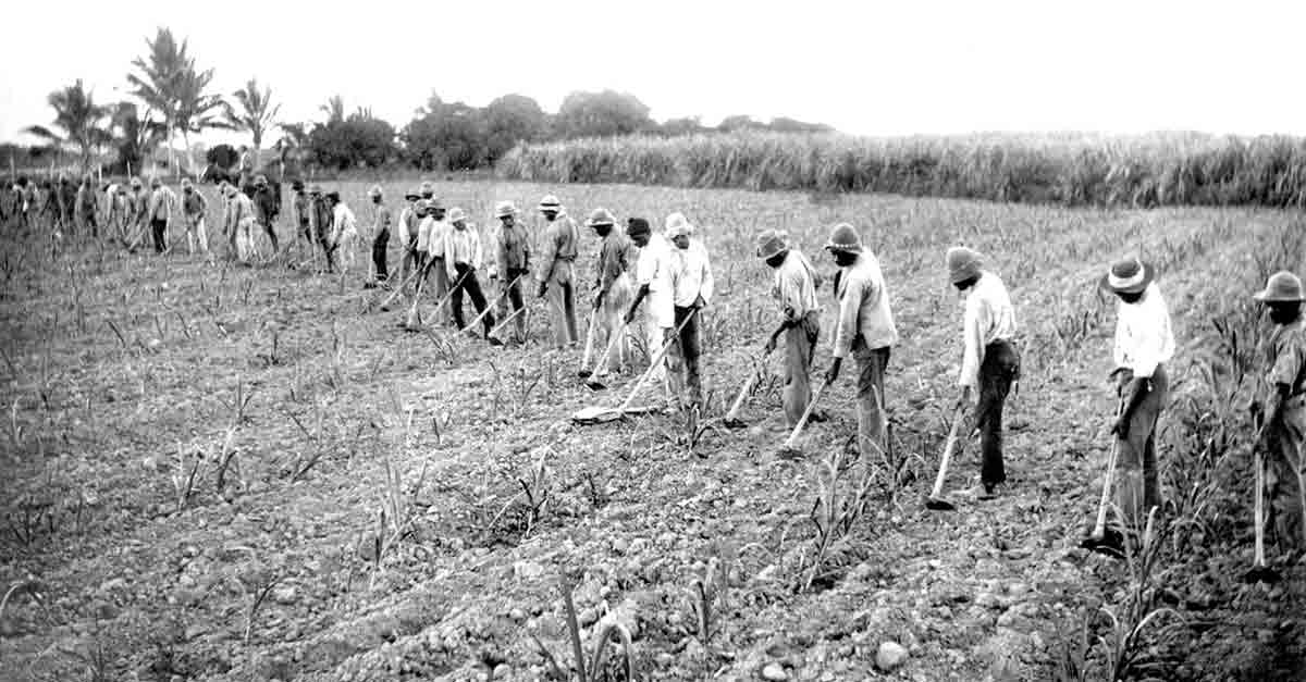 workers plantation queensland blackbirding
